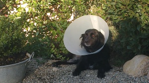 Perra lesionada en Peludos Residencia Canina y Felina