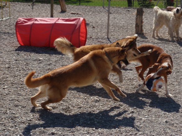 Perros jugando en Peludos Residencia Canina y Felina