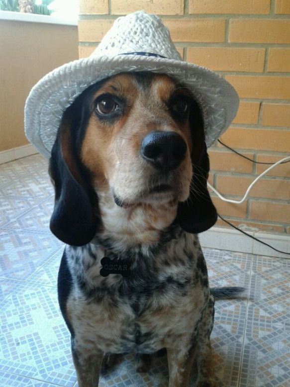 Perro con sombrero en Peludos Hotel Felino