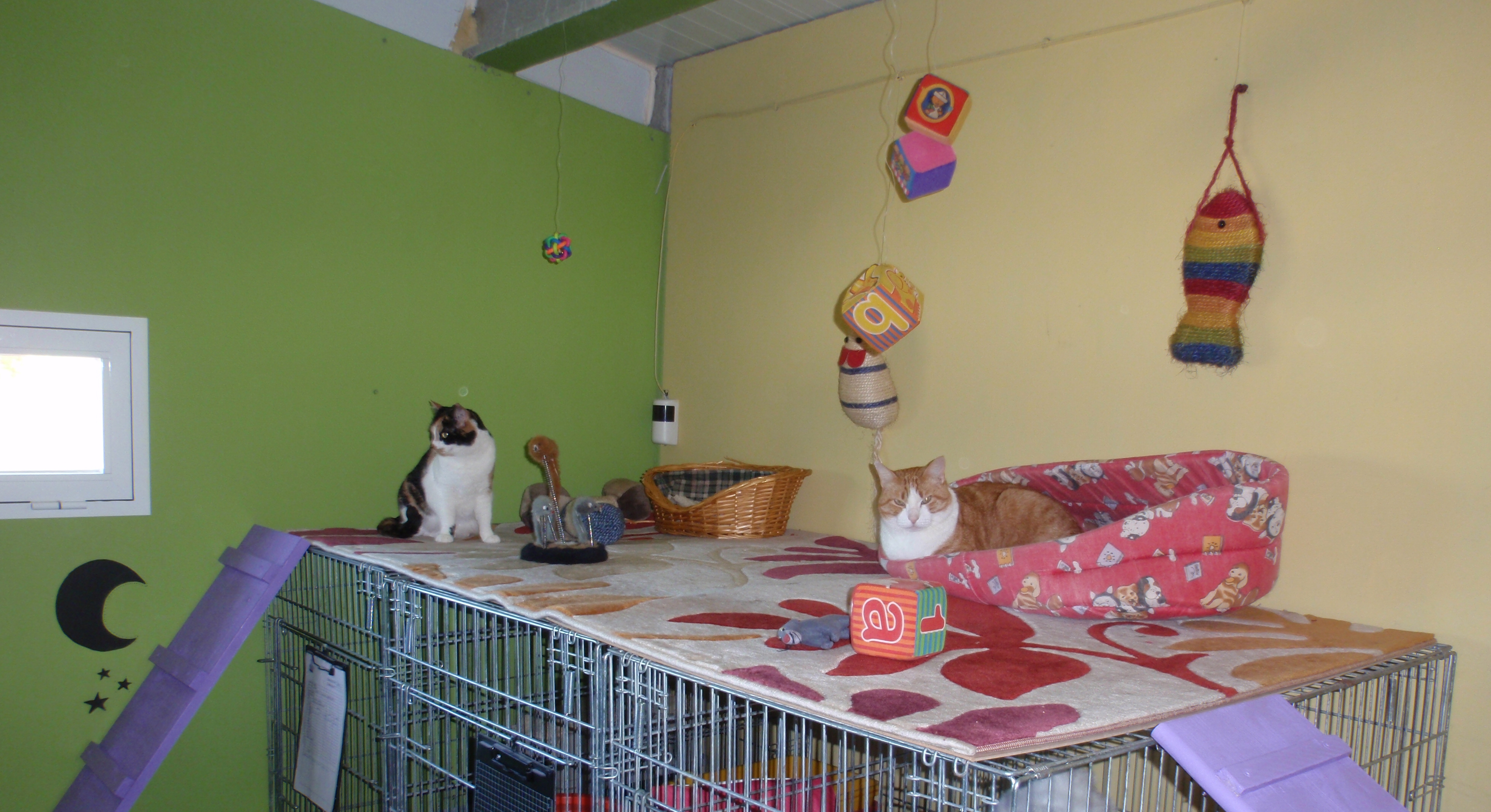 Peludo en la sala de Gatos de Peludos Residencia Canina y Felina