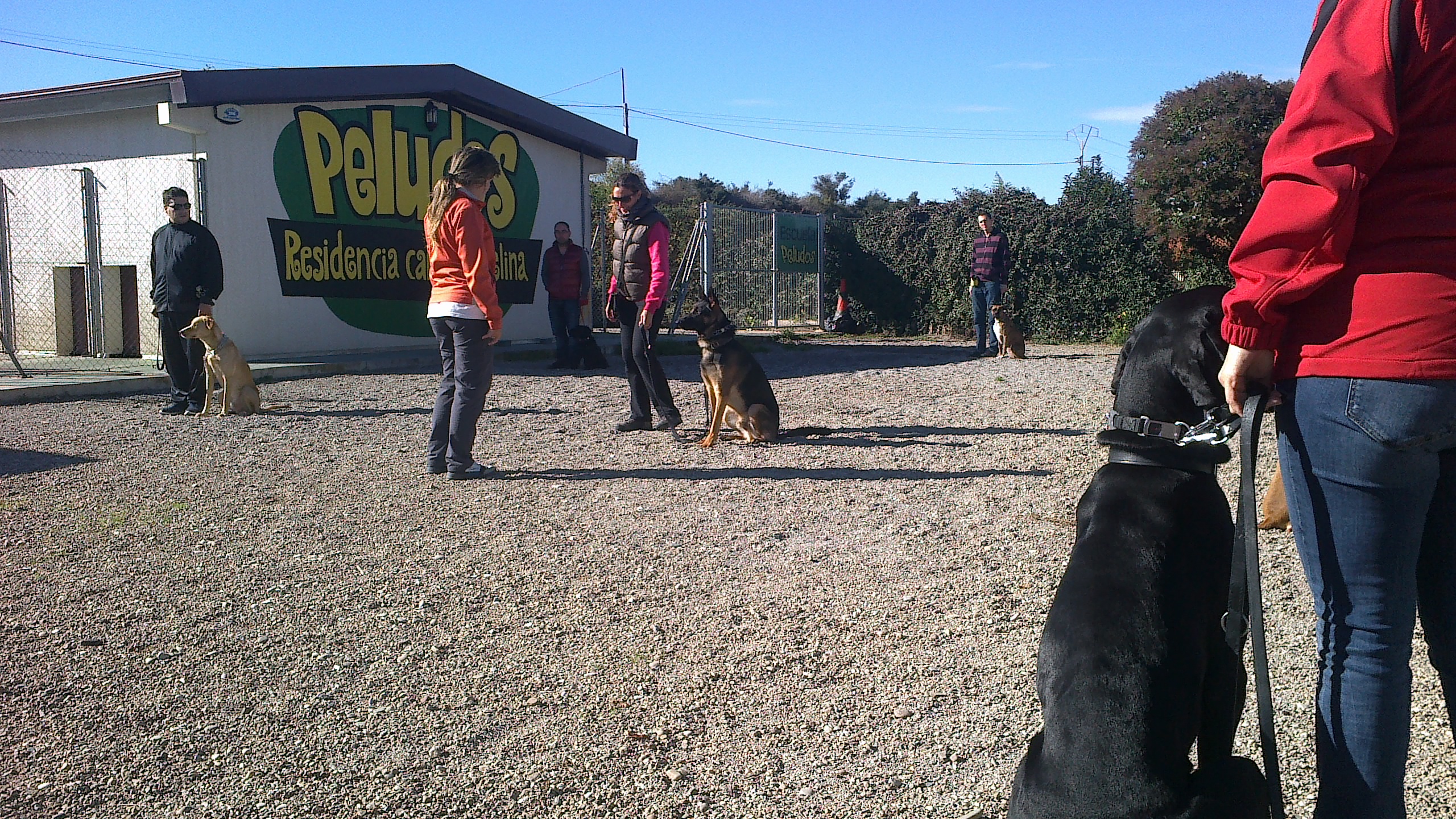 Escuela de Adiestramiento en Peludos Hotel Canino y Felino